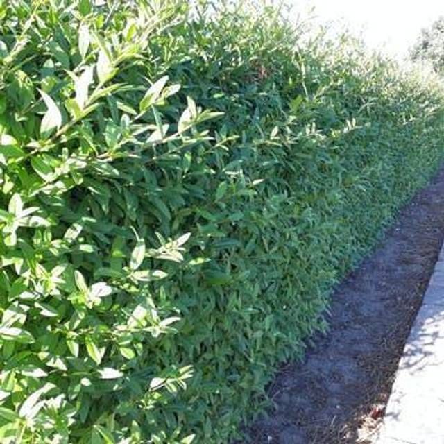 Ligustrum Vulgare Liga 80-100cm 10-pack Hækplante