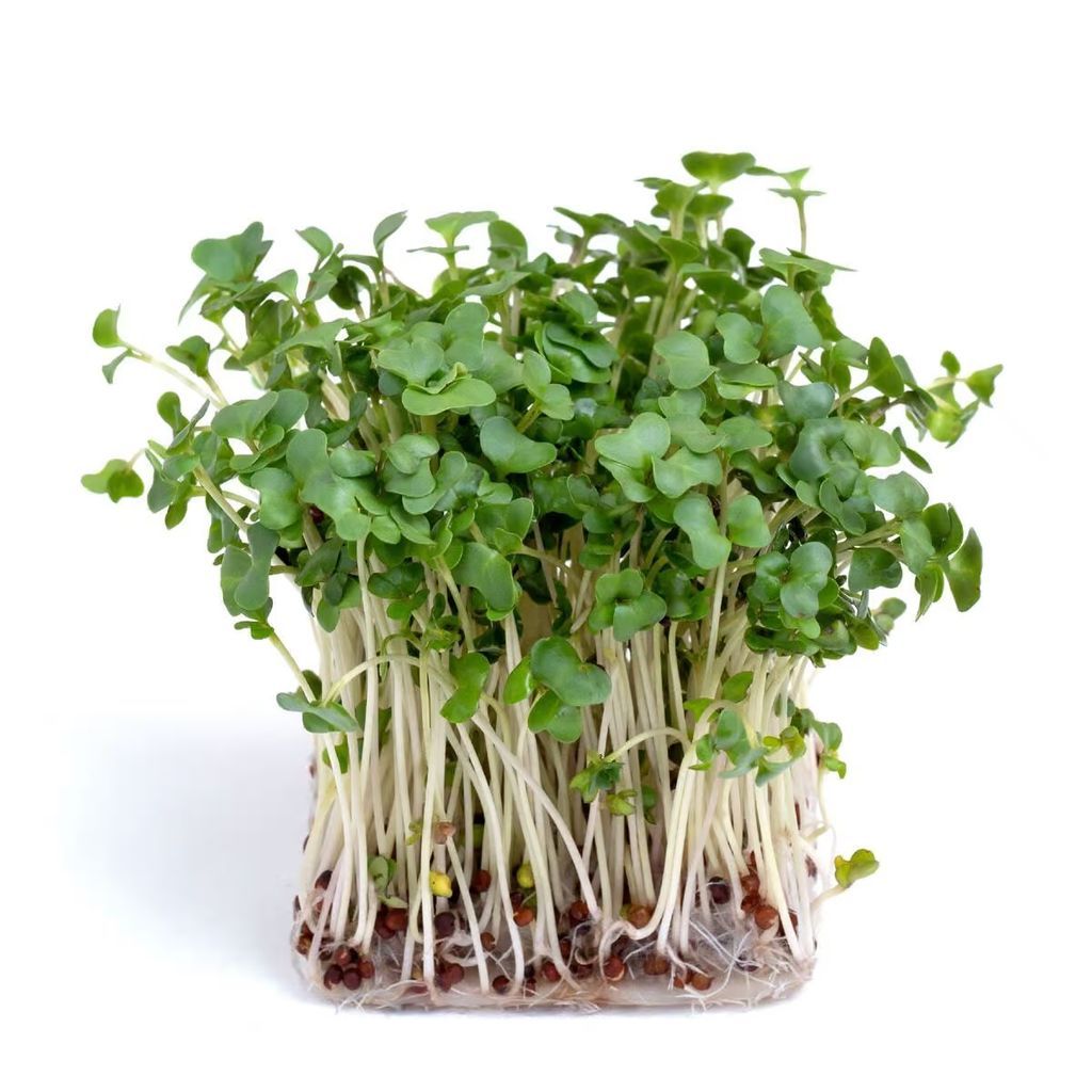 Ægte Broccoli Calabrese Frø MG 100% Økologiske