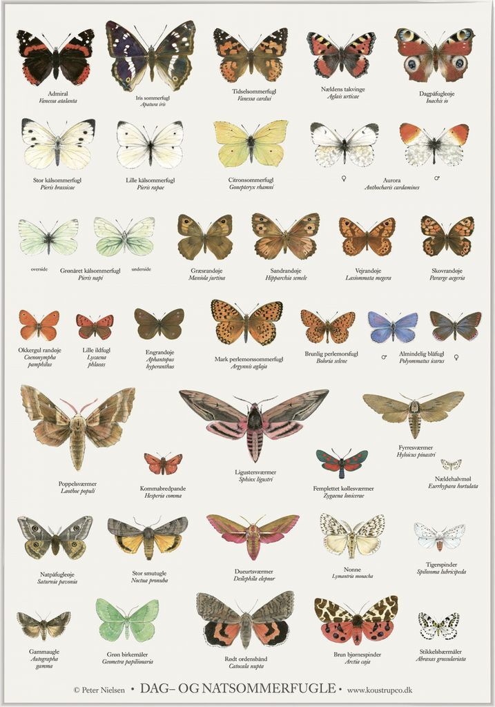 Koustrup & Co. Butterflies Plakat 42x59.4cm