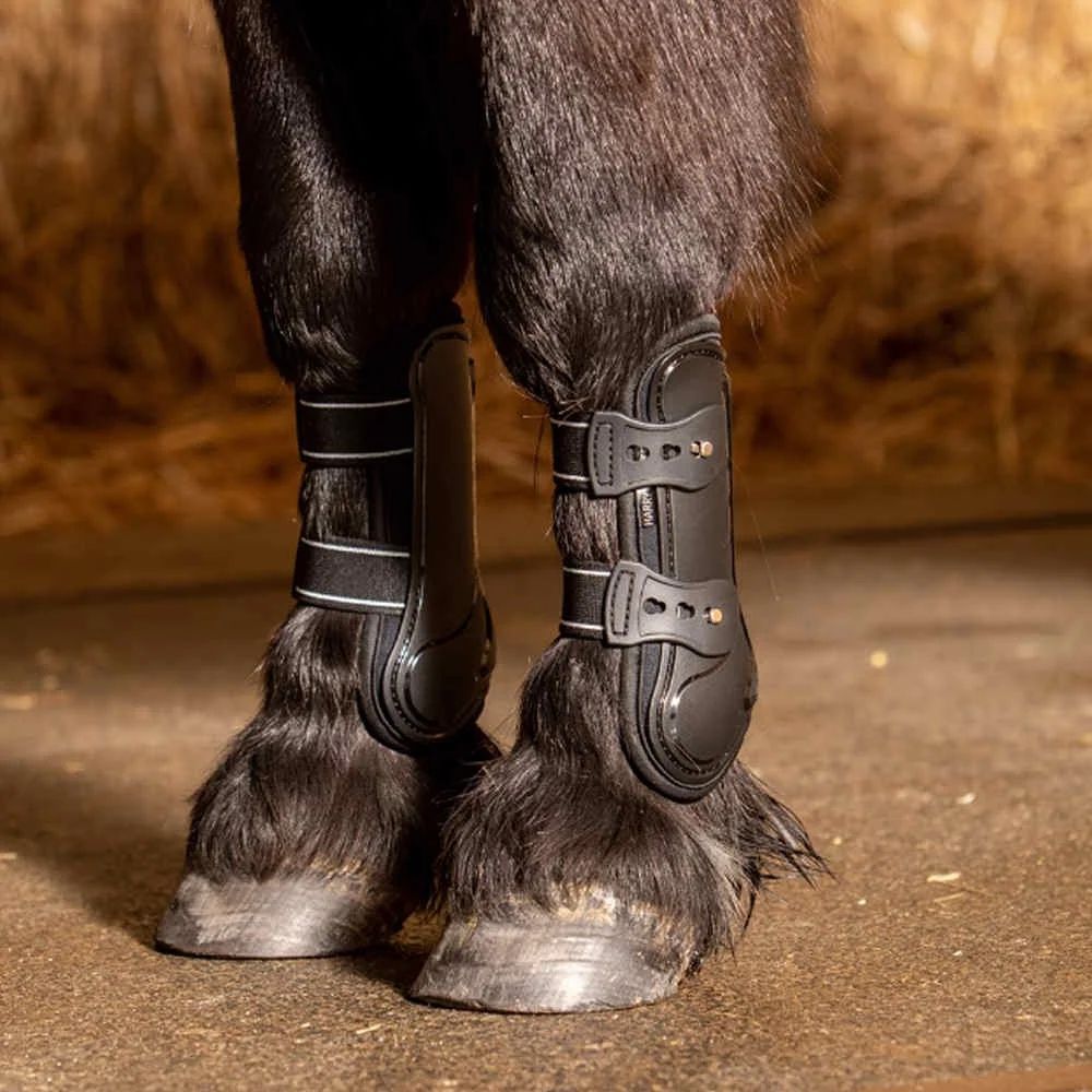 Harrys Horse Shetlænder Spring Gamache