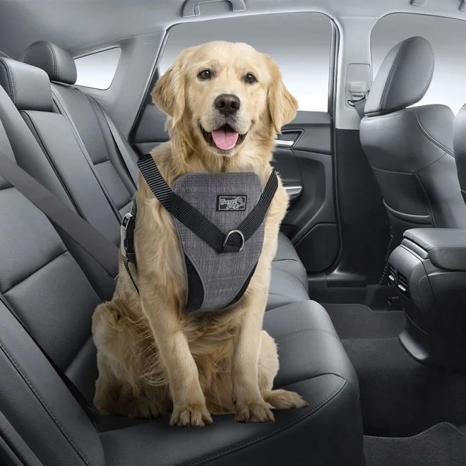 all for paws dog bilsele
