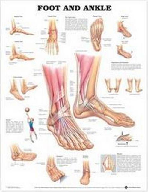 Foot and Ankle Anatomical Chart (2000)