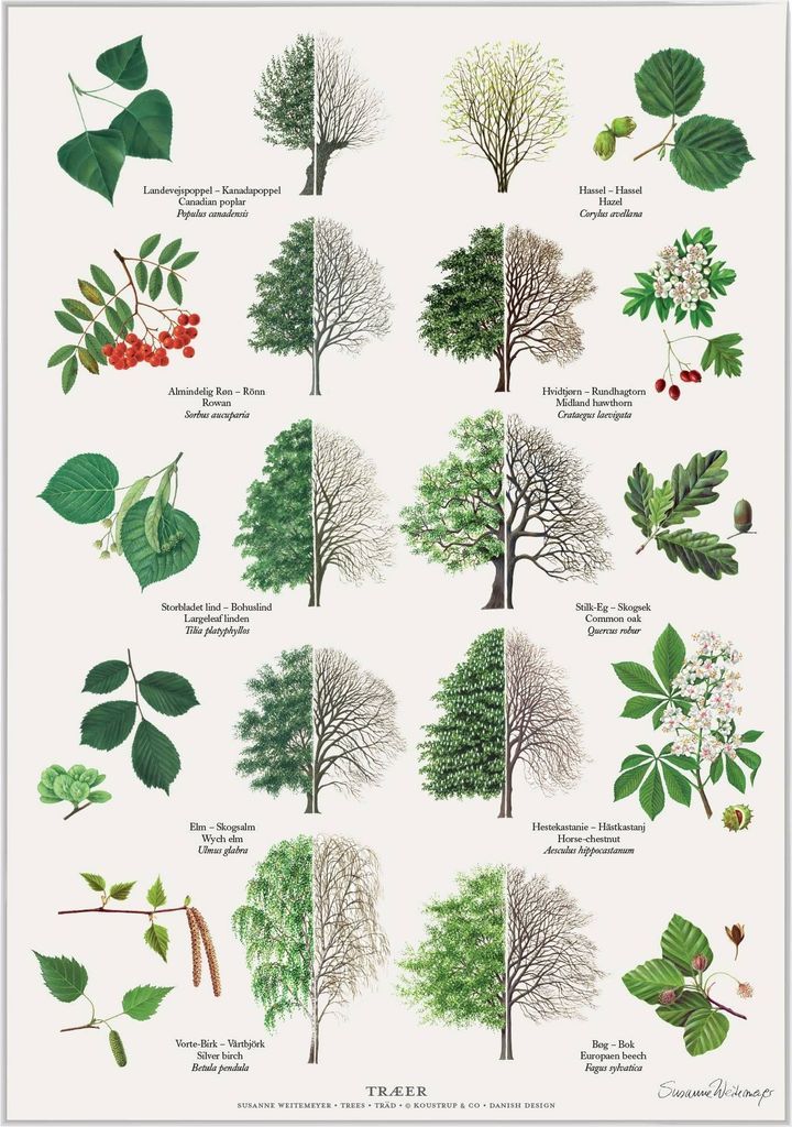 Koustrup & Co. Trees Plakat 42x59.4cm