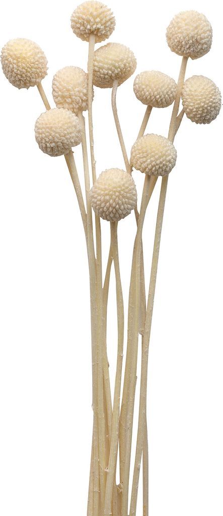dried flowers golden ball red