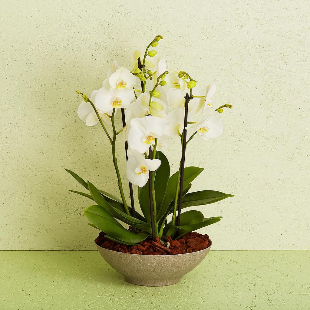 arrangement med orkideer