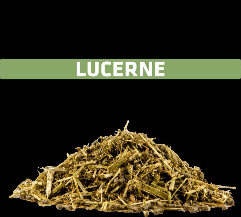 Horselux Lucerne