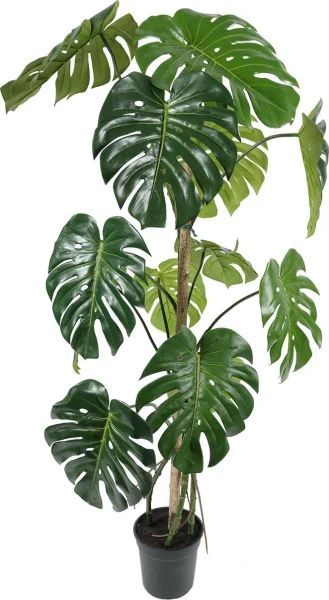 Monstera, H150 cm