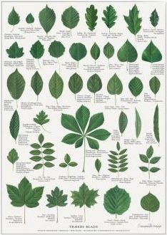 Koustrup & Co. Leaves Plakat 21x29.7cm