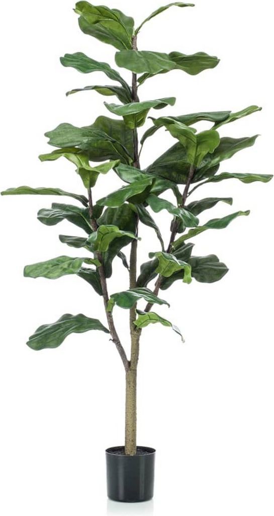 Mr Plant, Fiolfikus potte 180 cm