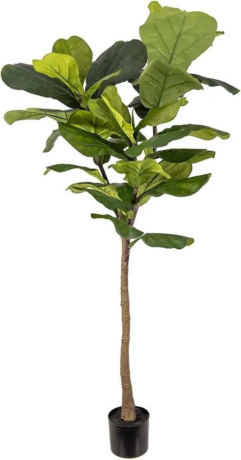 Mr Plant, Violin ficus 150 cm
