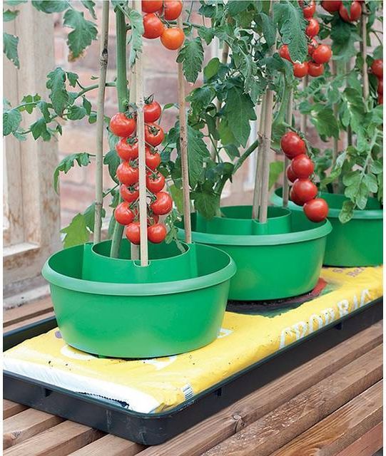 Garland Plant Halos Green Pack