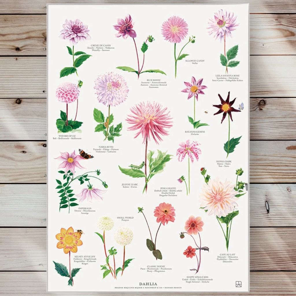 plakat - dahlia - størrelse a2 (nr. 25)