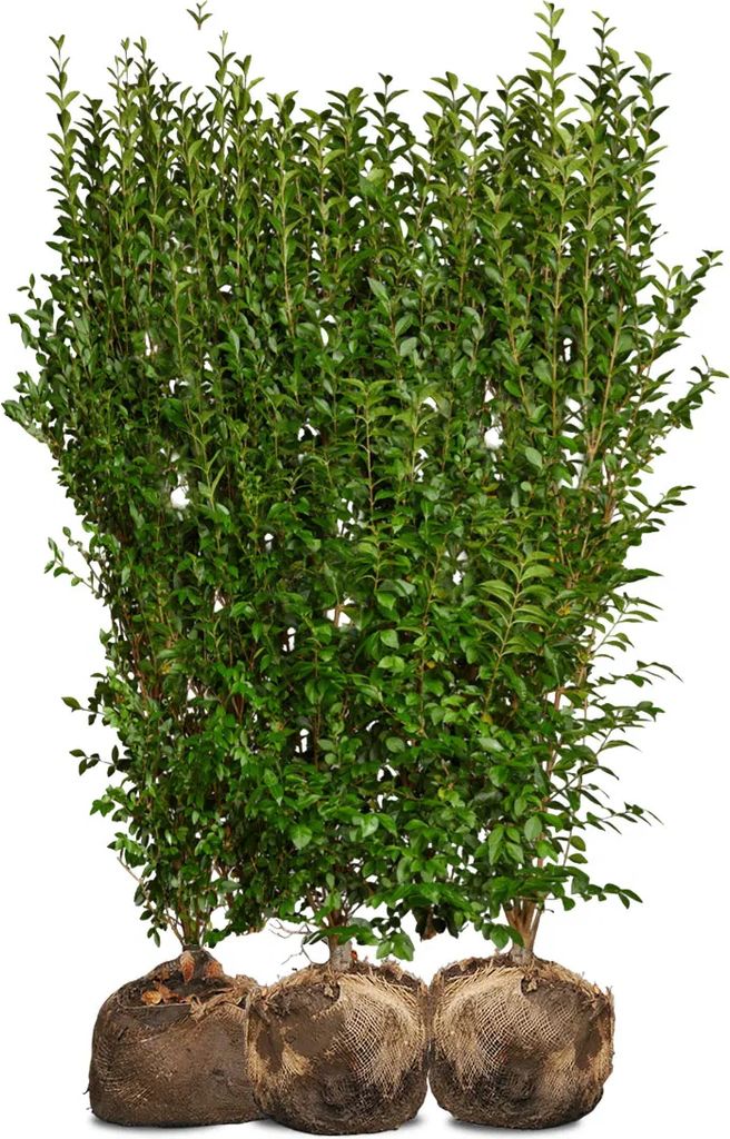 Nordic Gardens Færdig Ligusterhæk 140 cm Liga Hækplante