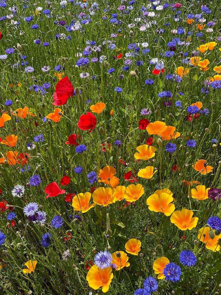 landmandens blomsterblanding, sommerblomster