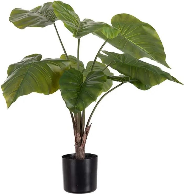 Mr Plant, Alocasia i potte 60 cm
