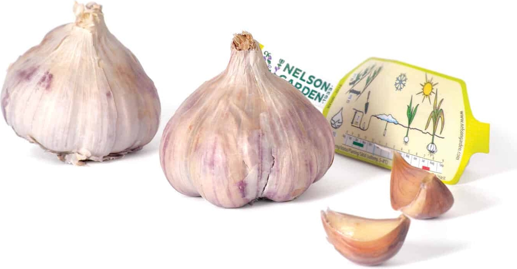 Nelson Garden Hvidløg Germidour 2 løg Allium