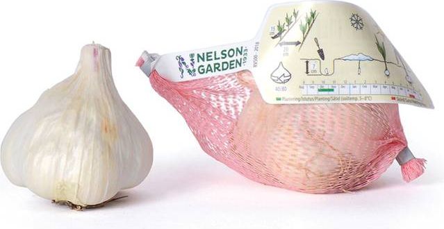 Nelson Garden Sättlök Vitlök Messidor