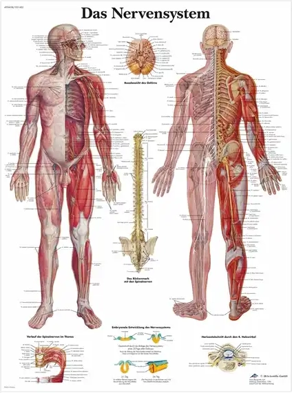 Andet Nervesystemet anatomisk plakat, 51 x 67 cm