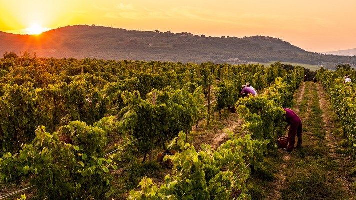 2022 cuvée philipson toscana rosso argiano