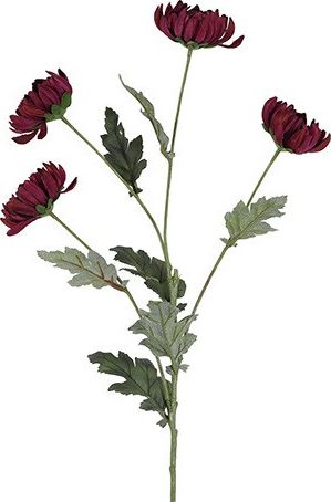 barbara, chrysanthemum, purple, h 83 cm