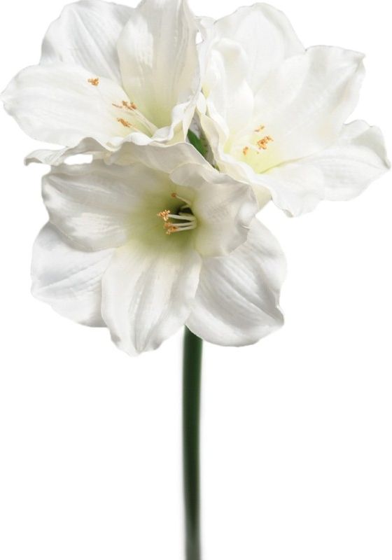 Mr Plant Amaryllis stilk, 65cm hvid Kunstig plante