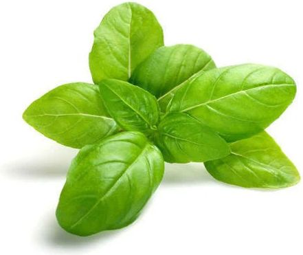 basil