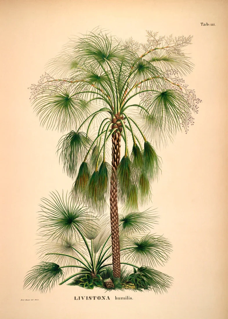 palme 2 - kunstprint