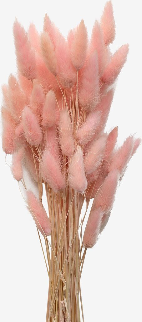 Dried  Flowers Lagurus Ash