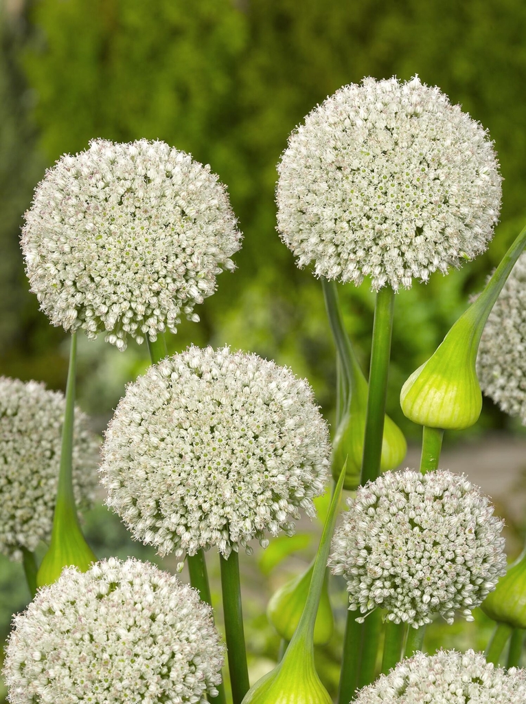 NemHjem Allium Hvid Ping Pong 1.50 Kr V Min 25 Stk