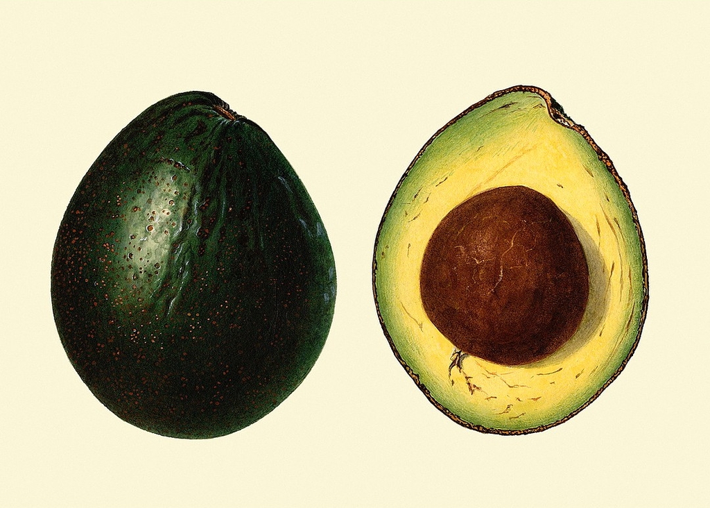 The Dybdahl Co. - Affisch Avocado Open And Closed - Beige