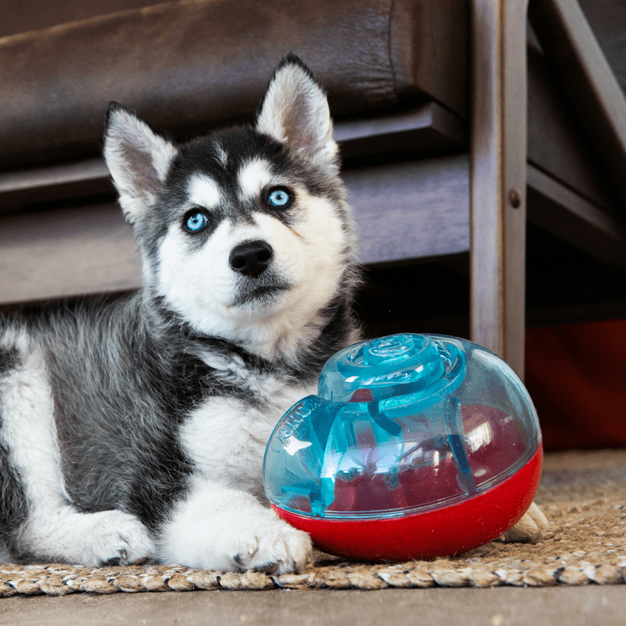 KONG Dog Toy Rewards Shell S