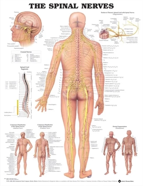 Andet Spinalnerver lamineret anatomisk plakat 51x66 cm