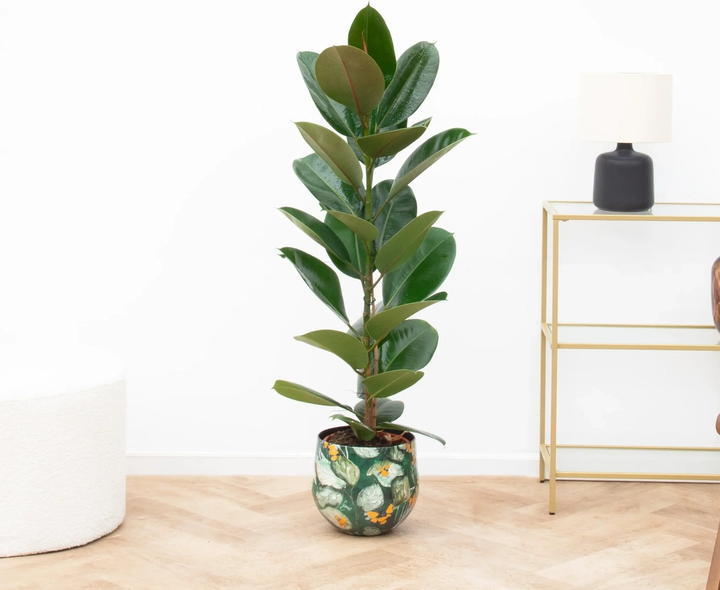 ficus elastica robusta struik - 90cm