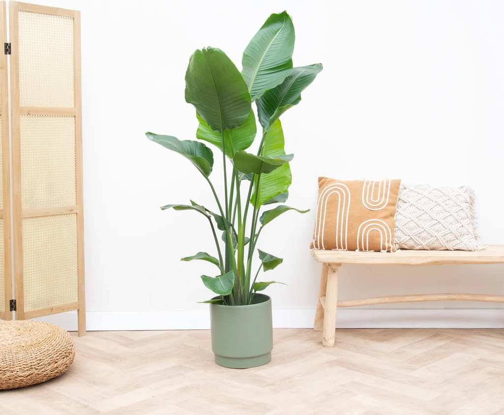 strelitzia nicolai - 170 cm