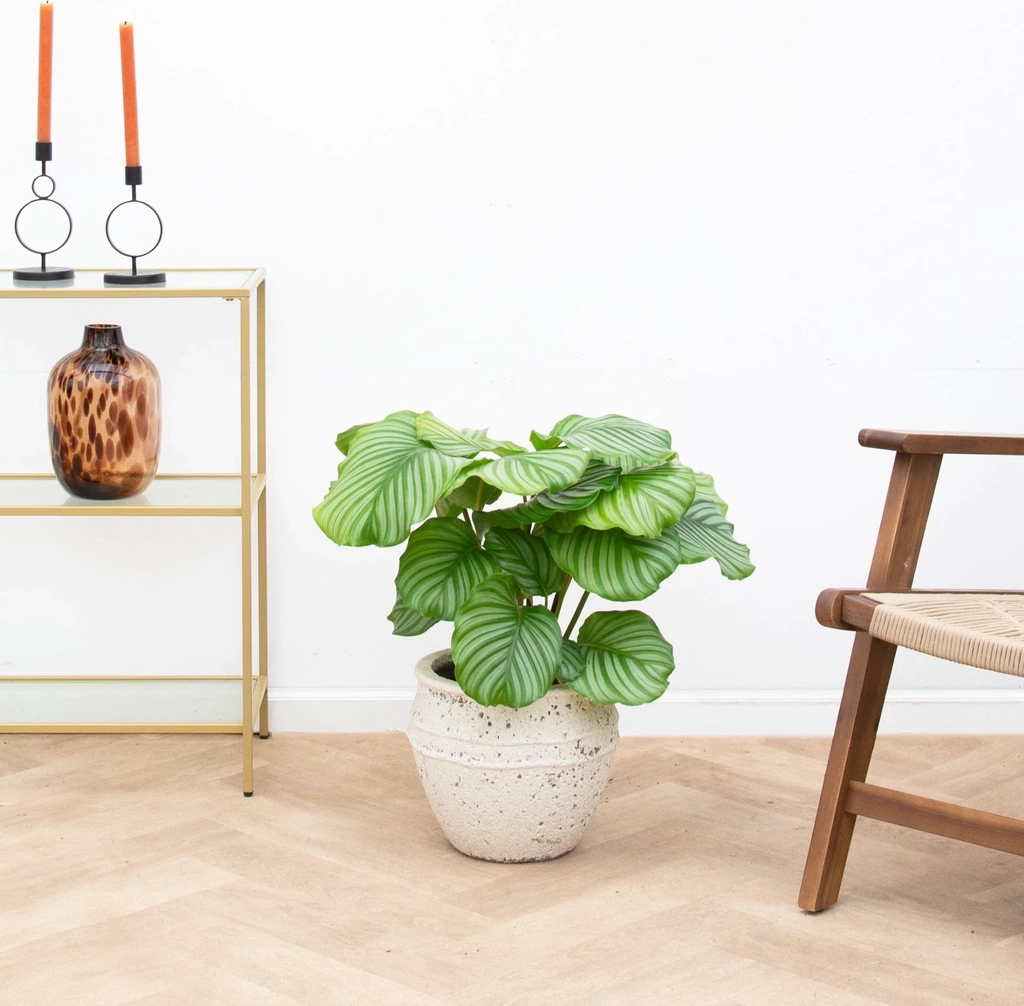 calathea orbifolia