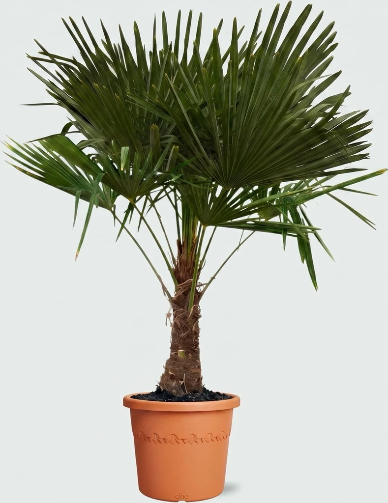 trachycarpus fortunei - 165cm
