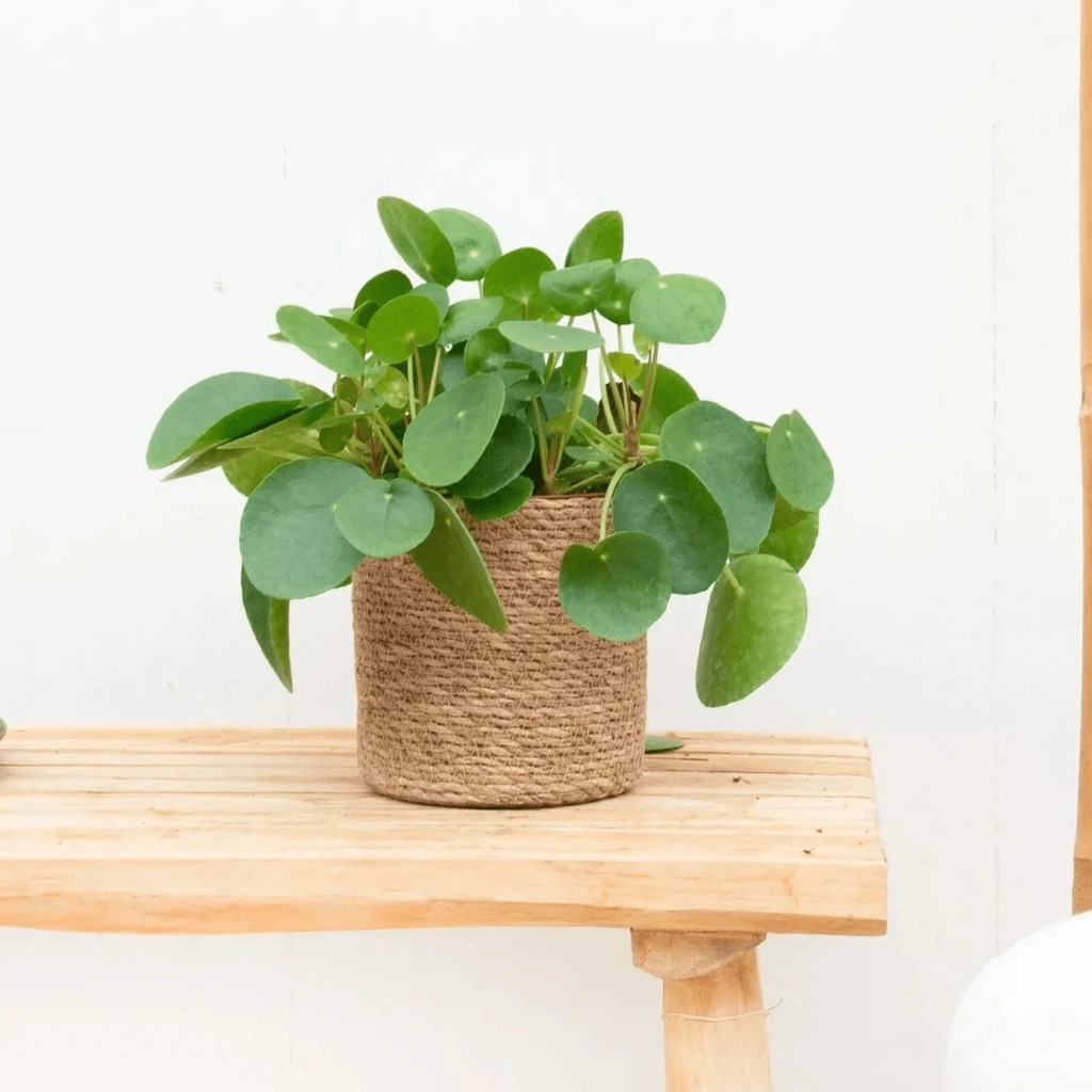 pilea peperomioides