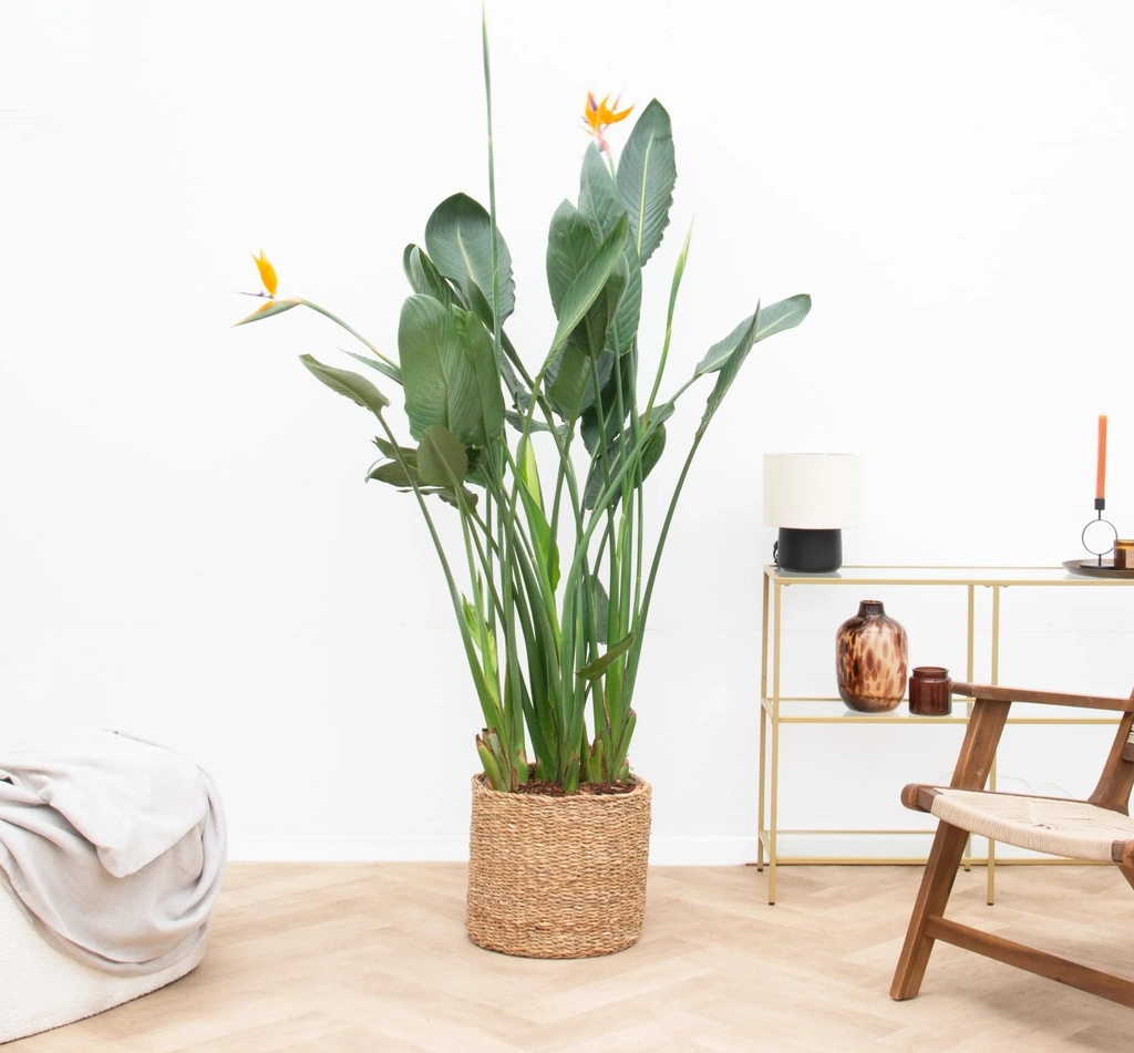strelitzia reginae xl de luxe - 150cm