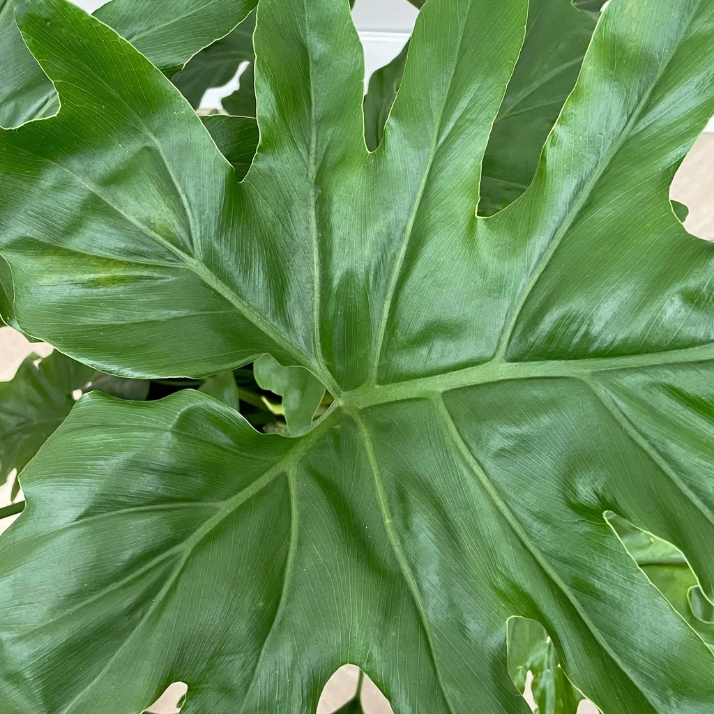 philodendron selloum - 60cm