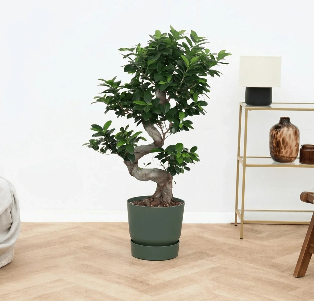 ficus microcarpa ginseng s-vorm - 100 cm