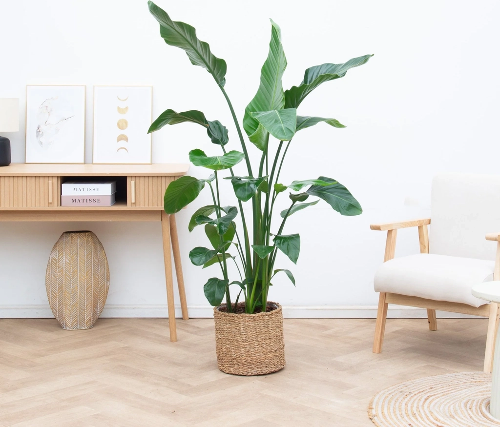 strelitzia nicolai - 150cm