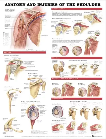 Andet Skulderplakat Anatomi & skader, lamineret, 51 x 66 cm