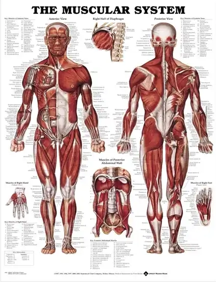 Andet The Muscular system anatomisk plakat, 51x66 cm