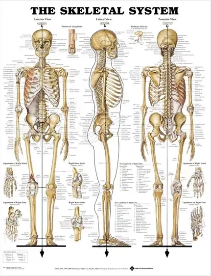 Andet Skeletplakat anatomisk plakat, 51 x 66 cm