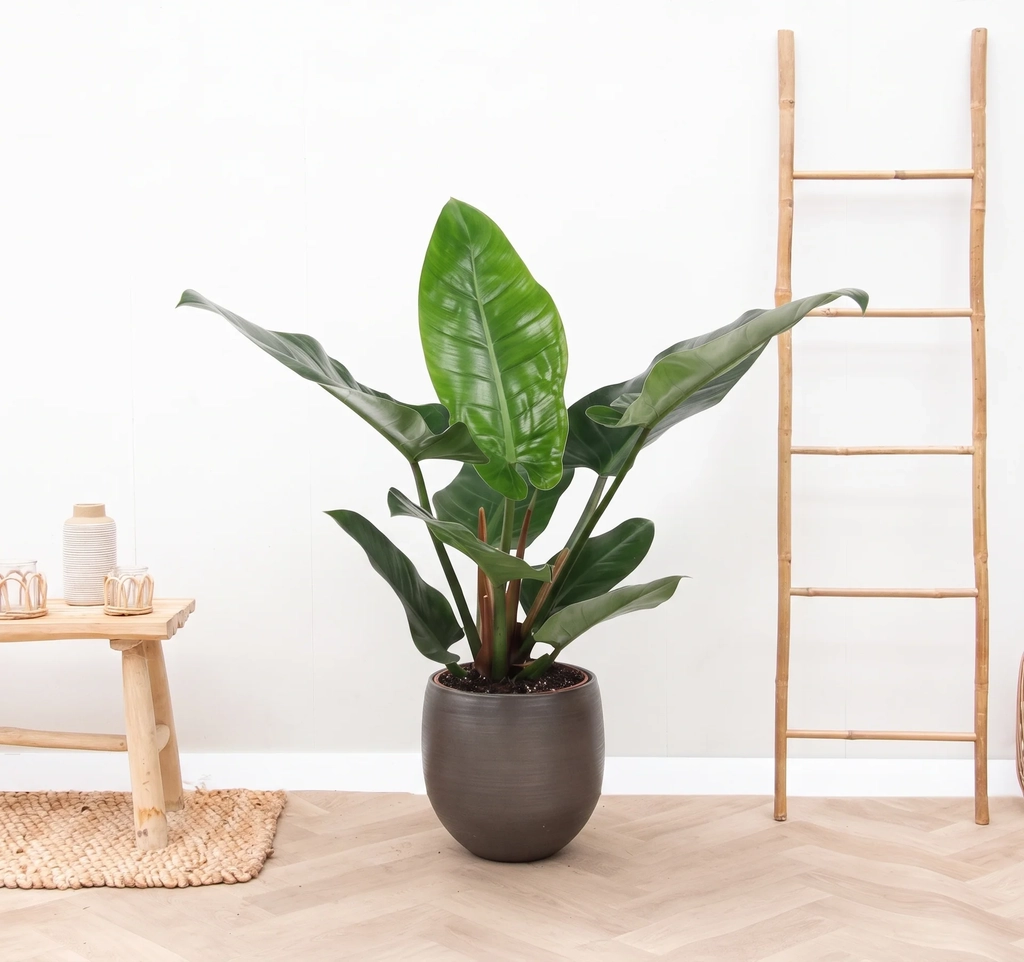 philodendron green beauty - 60 cm