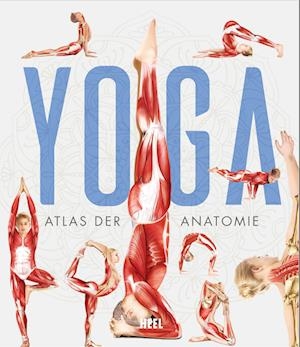 yoga - atlas der anatomie