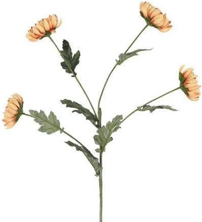 barbara, chrysanthemum, karmel, h 83 cm