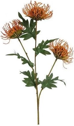 barbara, protea, orange, h 71 cm