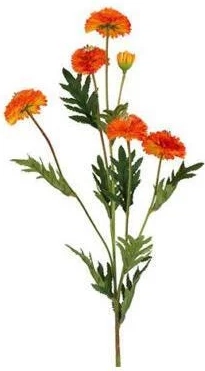 barbara, helichrysum, orange h 68 cm