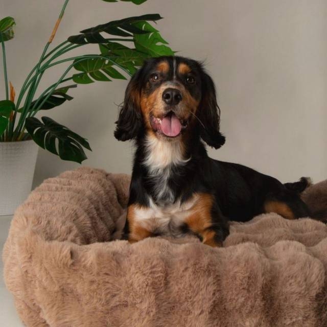 Scruffs Alpine Taupe Dog Bed Medium